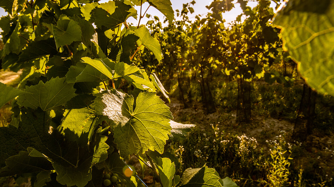 Vinohrady Hustopečsko