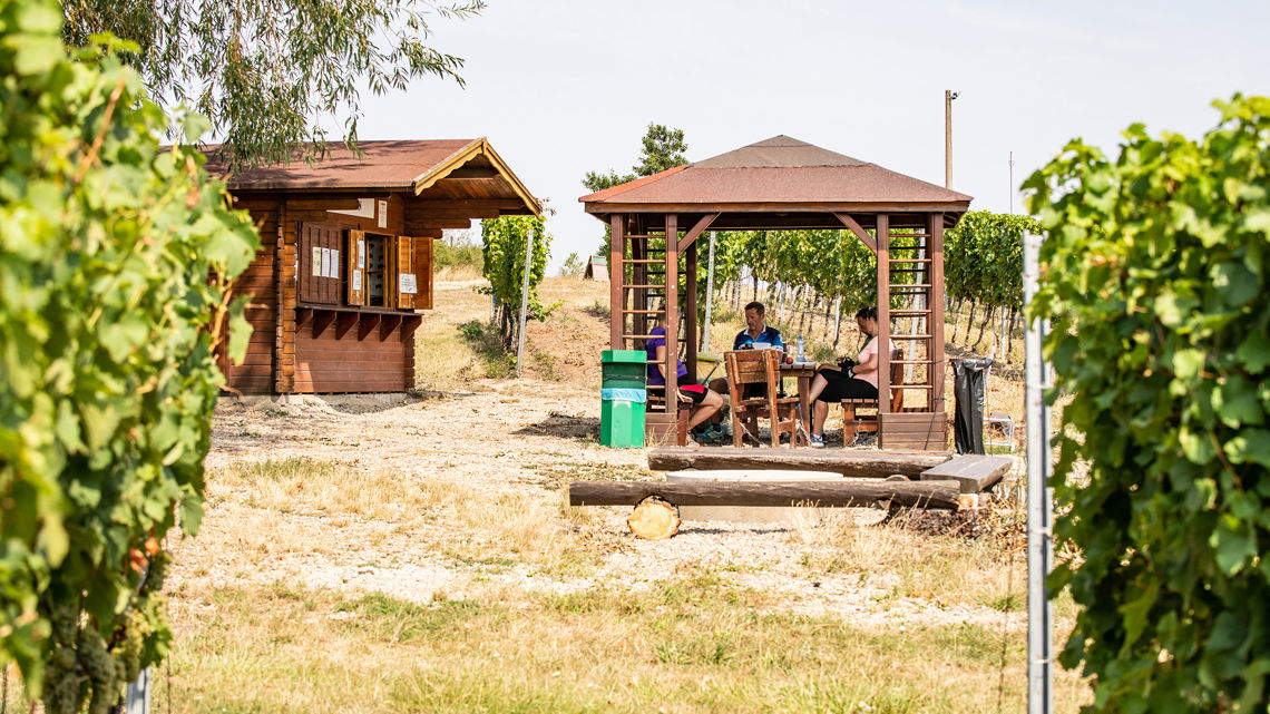 Ochutnávkový stánek na viniční trati Staré vinice, Havraníky